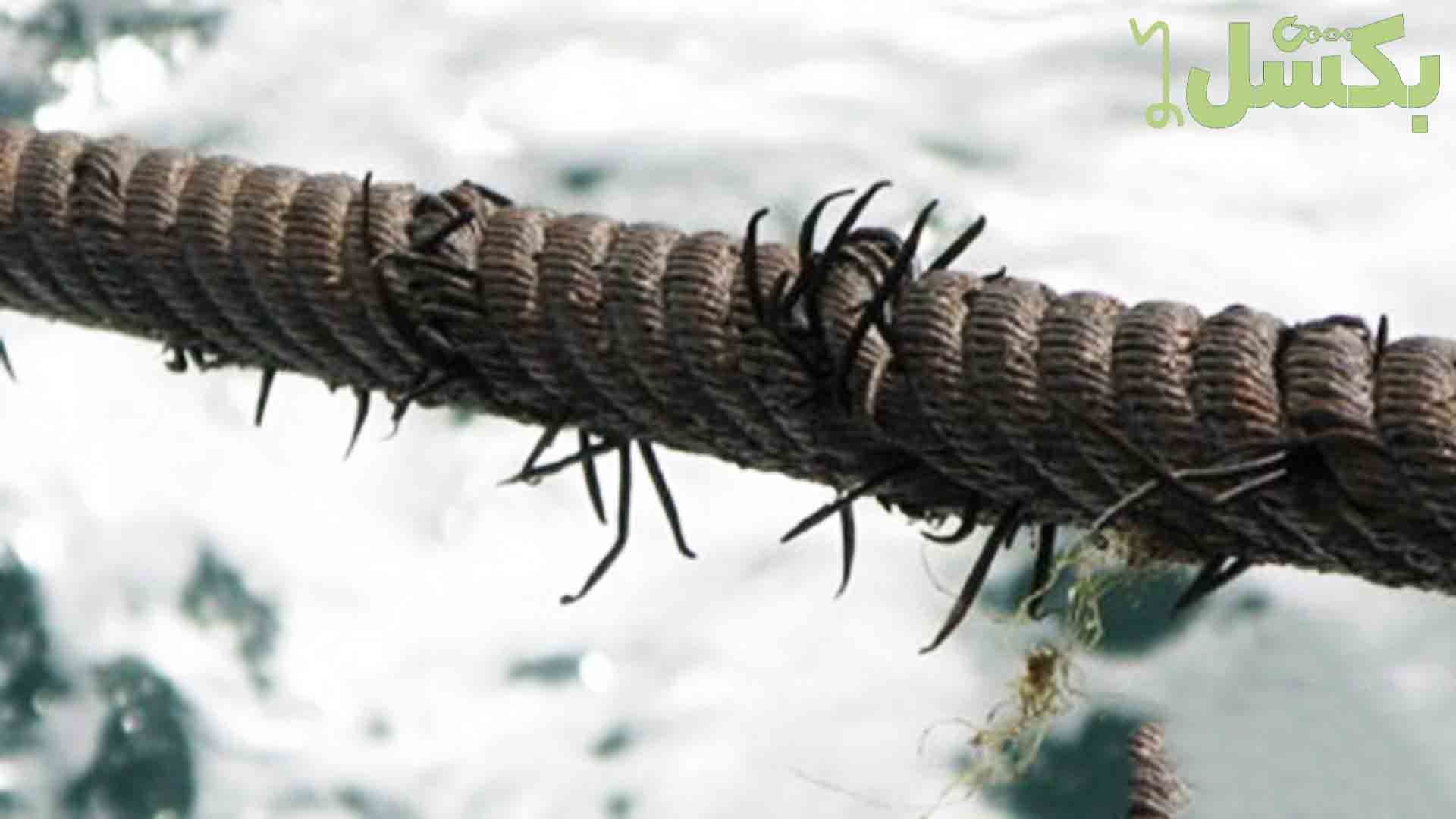 سیم بکسل ضد زنگ